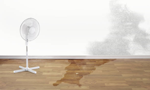 Best 24/7 water damage repair  in Wisr, NE
